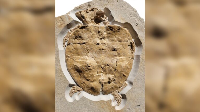 Ancient sea turtle fossil discovery.