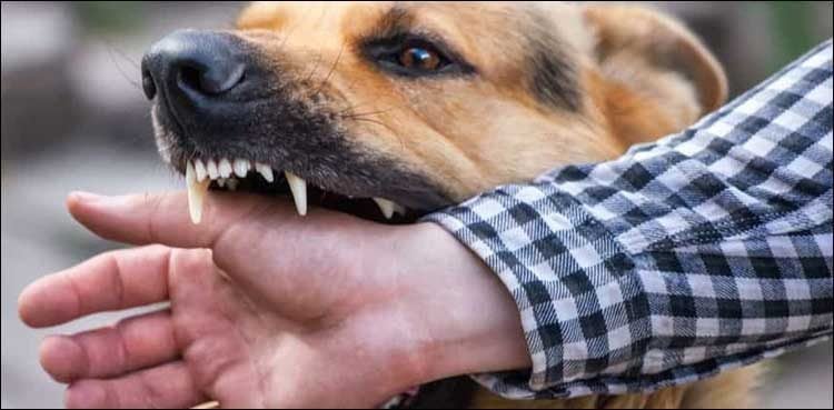 dog biting a man's hand
