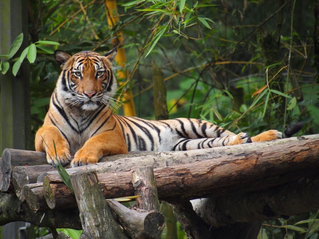 A tiger in the jungle