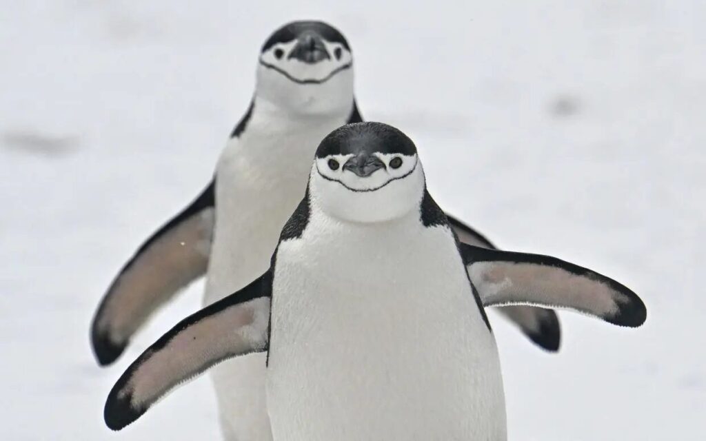 Penguins in snow